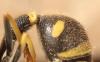 Eumenes papillarius